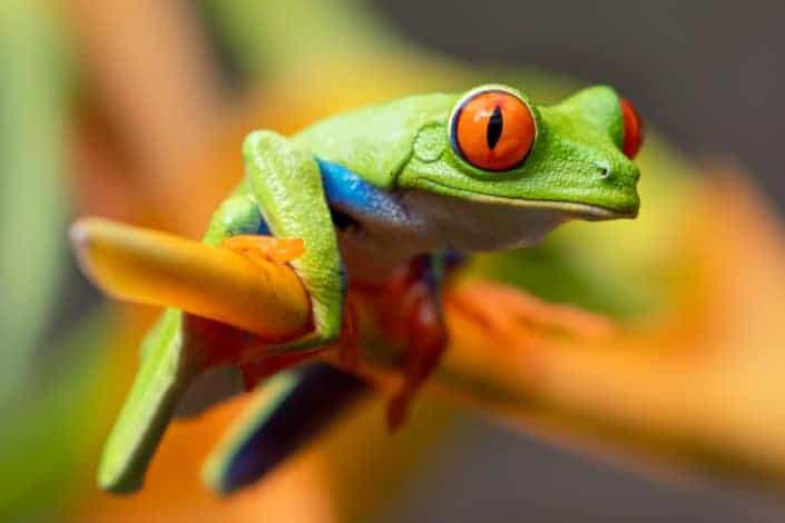 red-eyed frog 