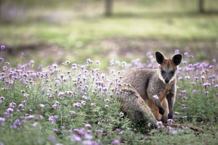 A newborn kangaroo is about the size of what?.jpg