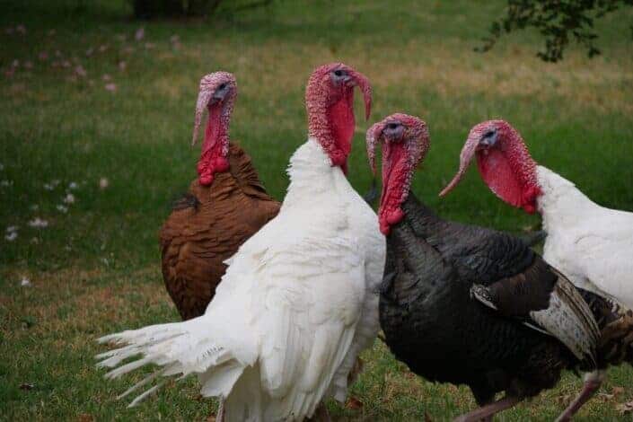 Is It the Female or the Male Turkeys That Gobble?.jpg