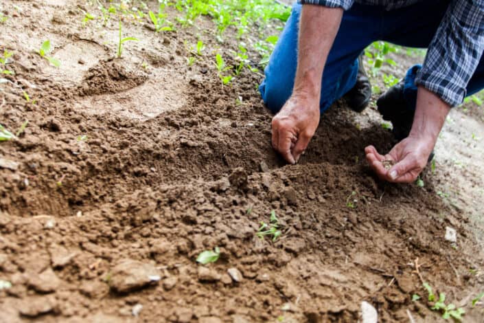 Plant Seedlings.jpg