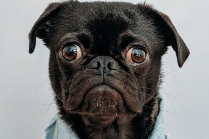 What type of dog is on the label of