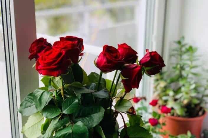 Roses are red. Bromothymol is blue. My love for you doesn’t have an endpoint