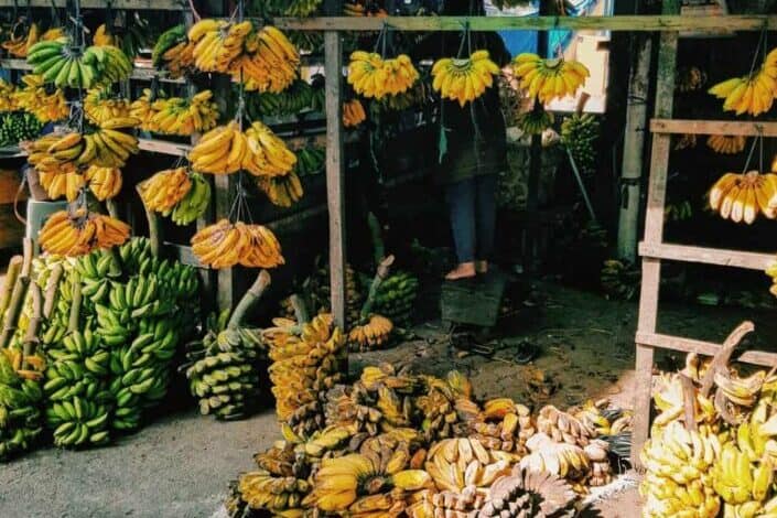 ripe and unripe bananas hanging and placed on the ground