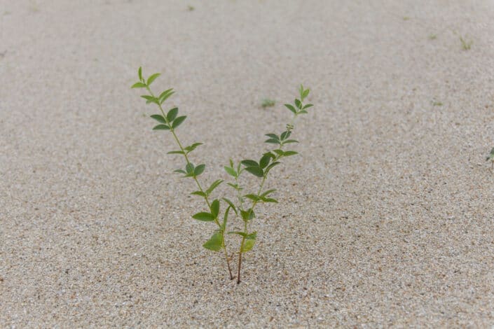 Grass growing out of sand