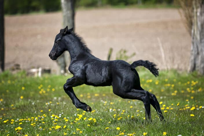 Beautiful black horse galloping in a field