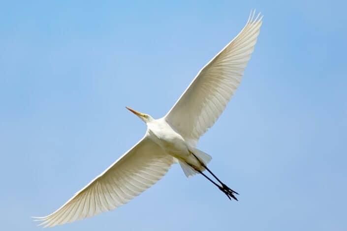 Bird flying in with wings wide open