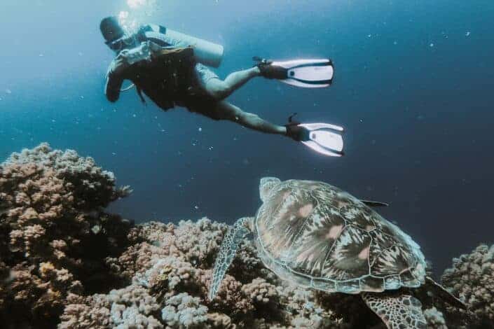 Scuba diver capturing tortoise picture