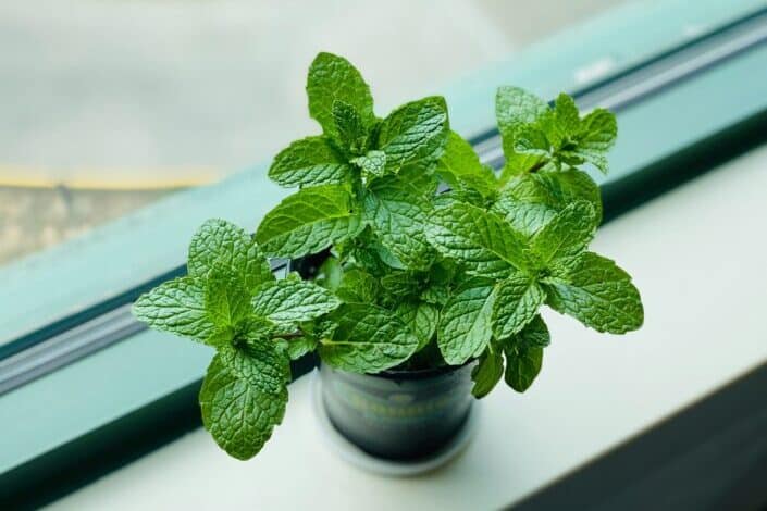 A mint plant by the window