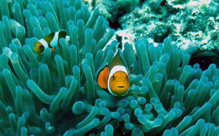 Two clownfishes