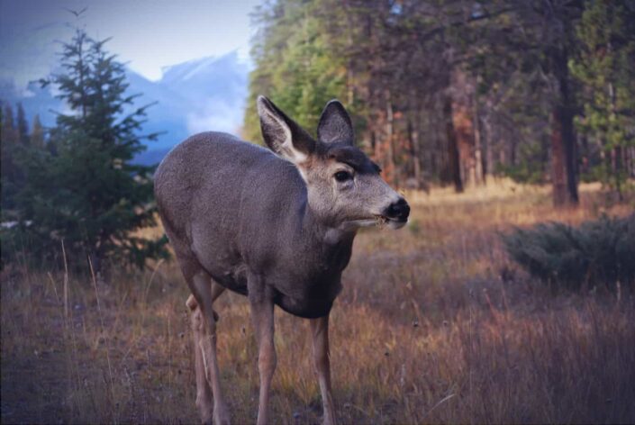 gray deer standing on grass field 