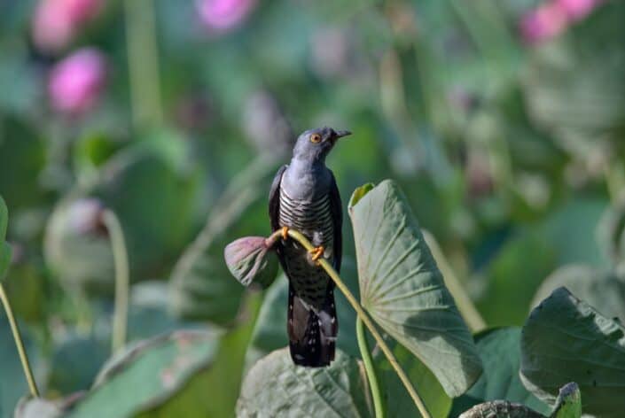 An Oriental Cuckoo perched on a lotus lily seed head