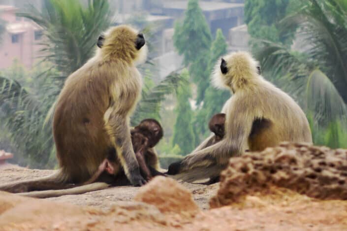 Four monkeys sitting on soil