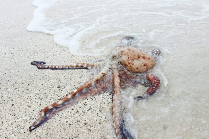 Octopus crawling from the sand to the water.