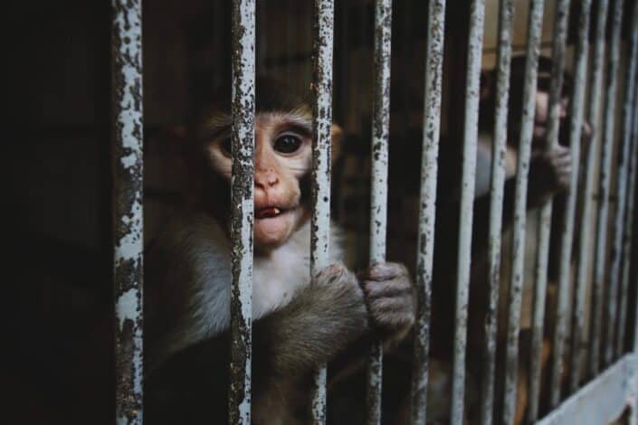 Monkey caged in the zoo