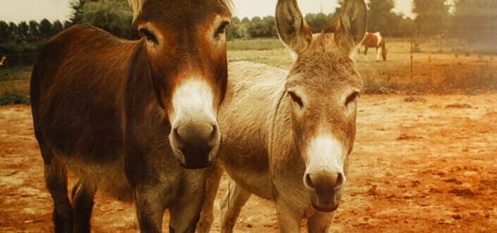 Two donkey staring at the camera.