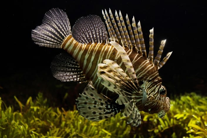 A lion fish