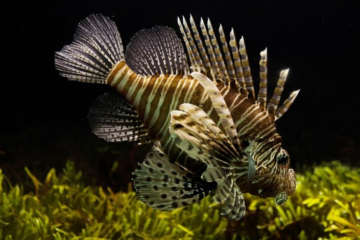 A lion fish 