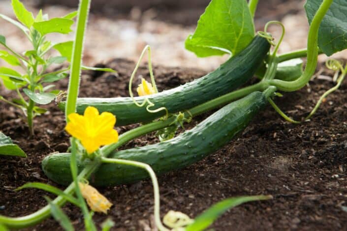 Cucumber plant growing on soil