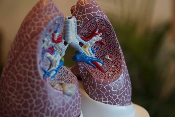 A lung prototype