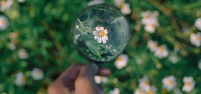 white daisy flowers in bubble