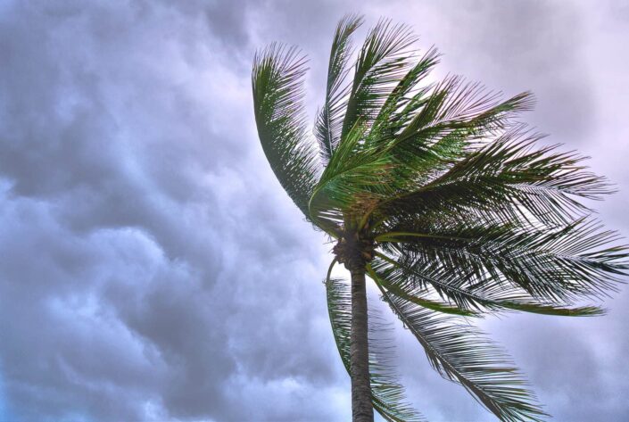 A coconut tree being swayed by a strong wind