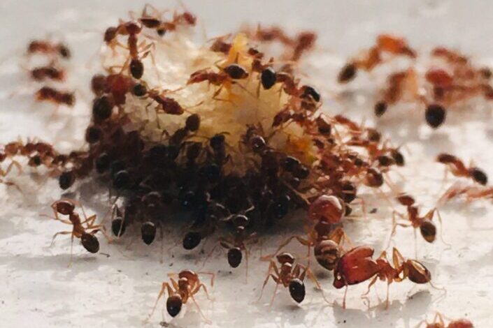 ants gathering around a pile of sugar crystals