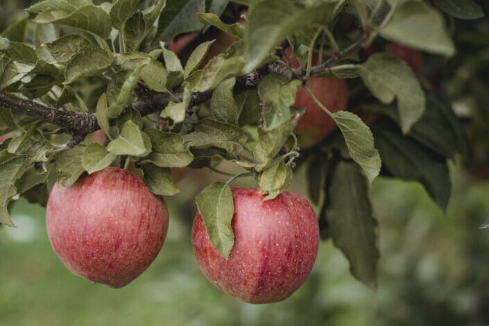 Apples on a tree