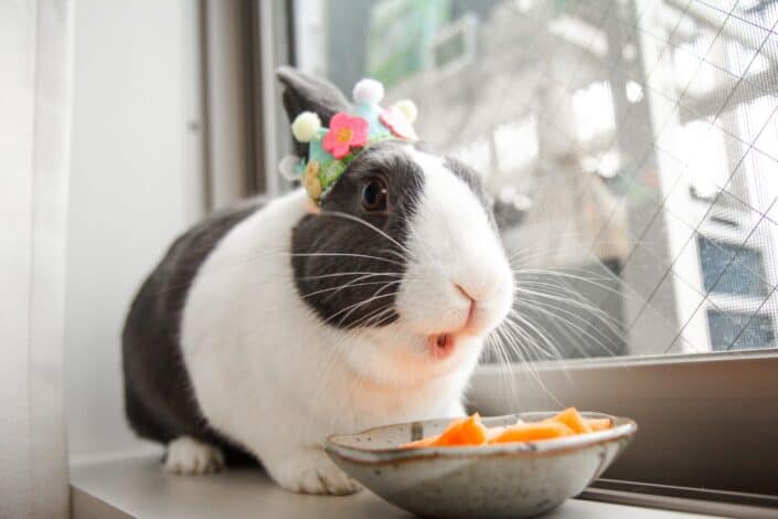 My rabbit (IG: yonadutchbunny) eating her favourite carrots.