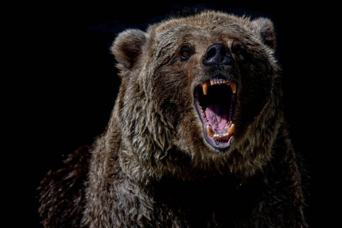 brown bear with blue eyes