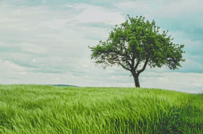 Tree in green wheat field