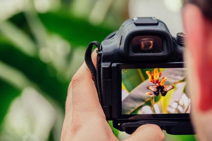 Digital Camera Capturing Butterfly and Yellow Flower
