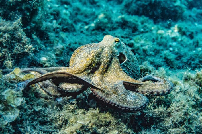 Octopus Under The Ocean