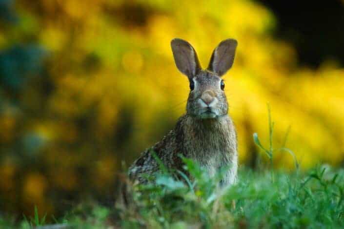 hare attentively looking out for himself