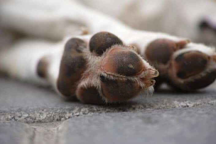 paws of dog lying