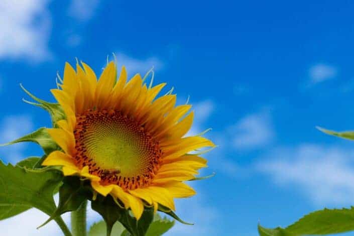 A vibrant sunflower