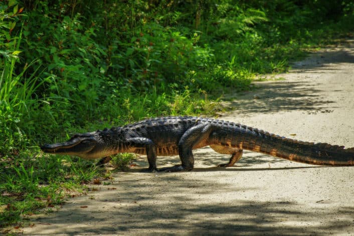An alligator crossing the street.