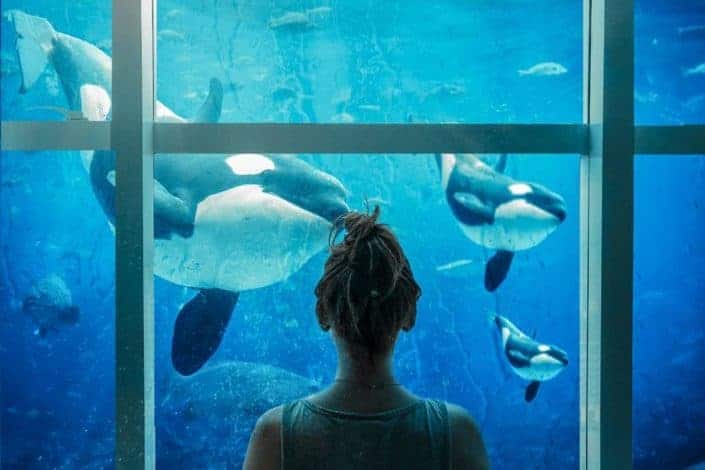 Woman looking at whales in an aquarium