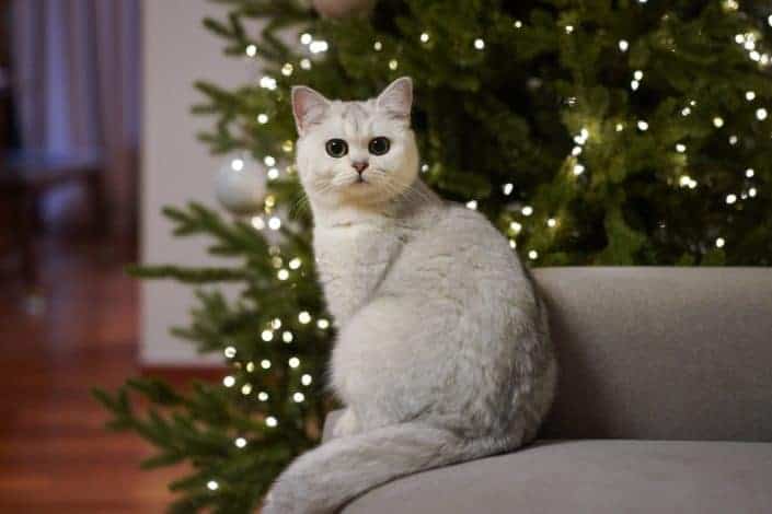cat in front of a Christmas tree