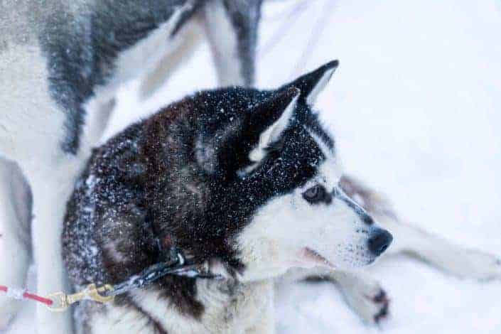 What do you call a black Eskimo dog? A dusky husky!.jpg