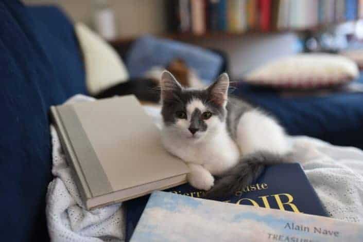 a cute cat on top of books