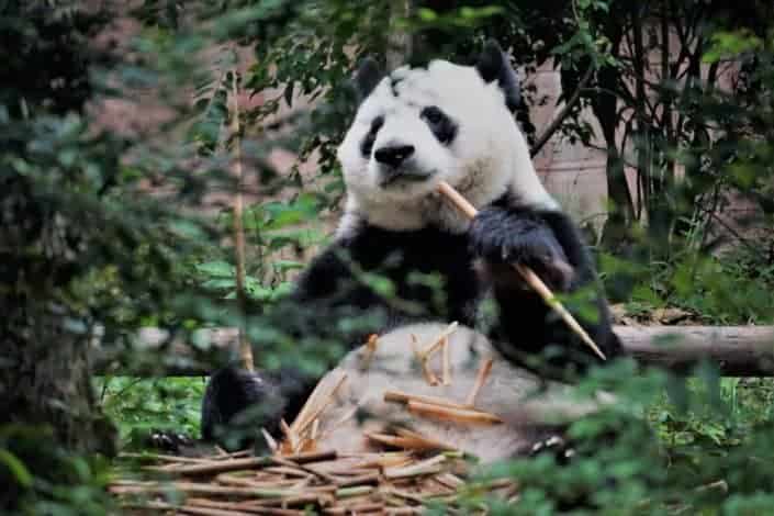 A panda holding sticks