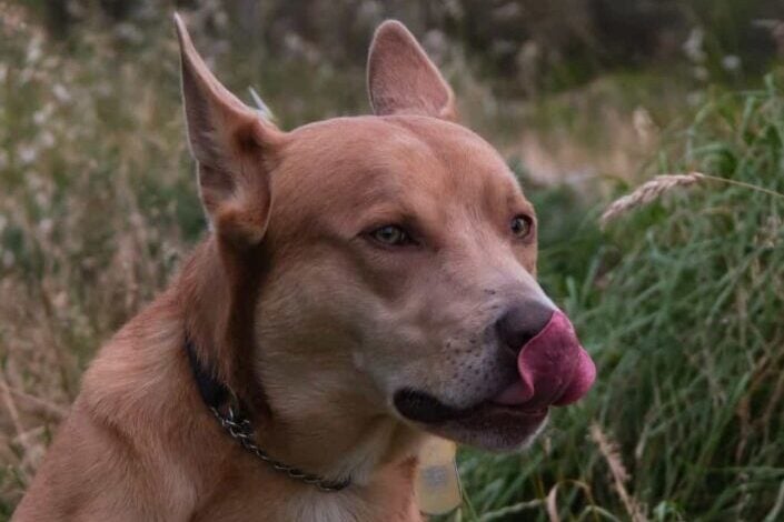 A brown dog licking its face