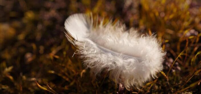 A feather in the moss