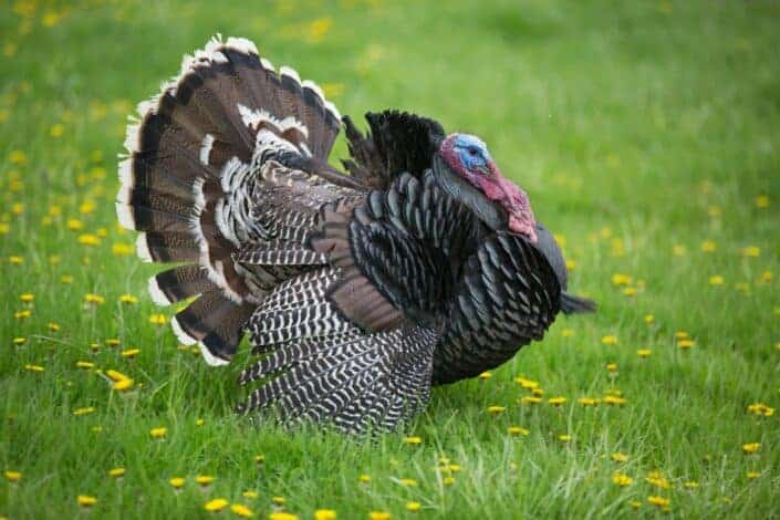Turkey on a Grass Field