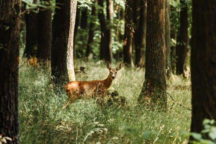 deer in the forest