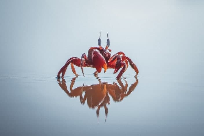 crab