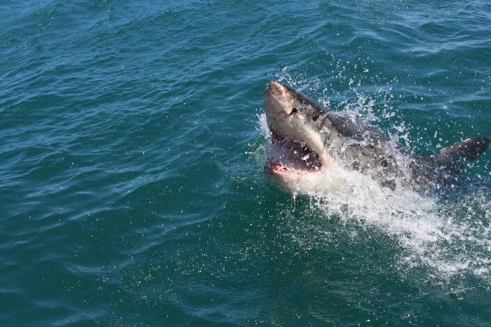 A shark at rage on the water surface.