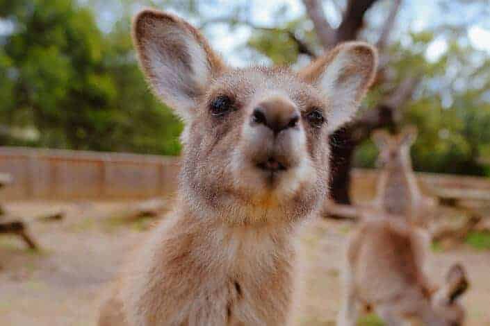 Cute kangaroo poses for the camera. - corny jokes