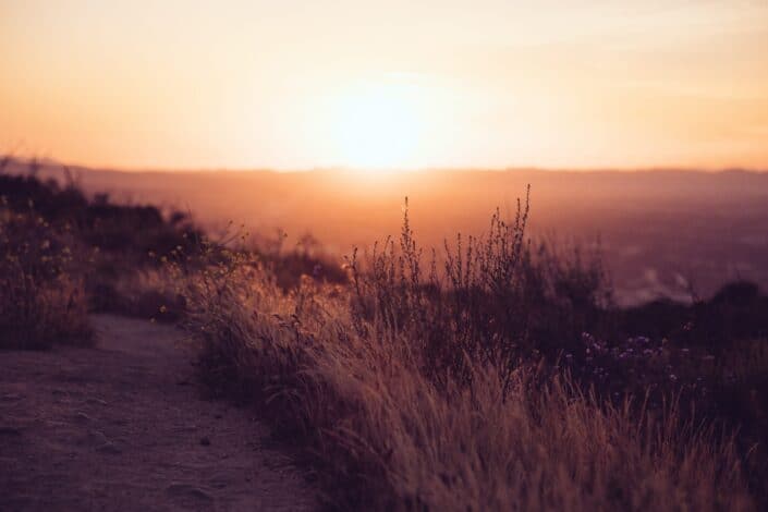 Lavender Sunset