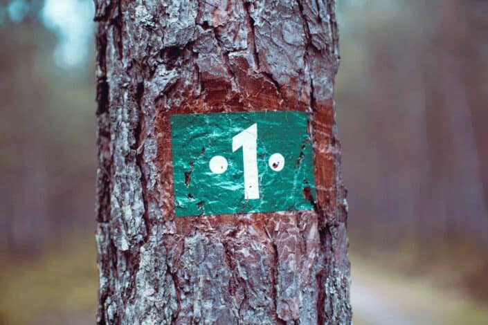 Brown tree trunk